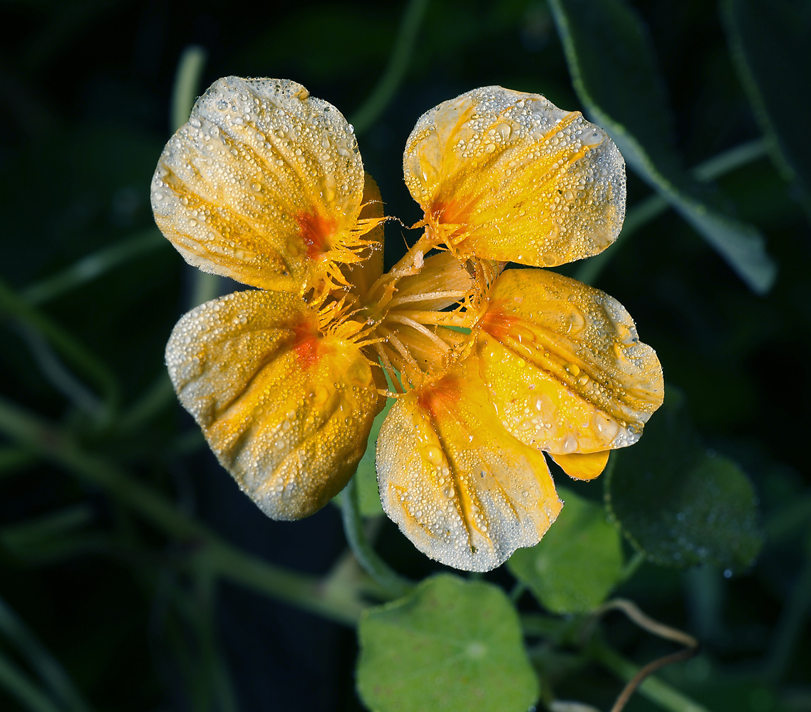 Изображение особи Tropaeolum majus.