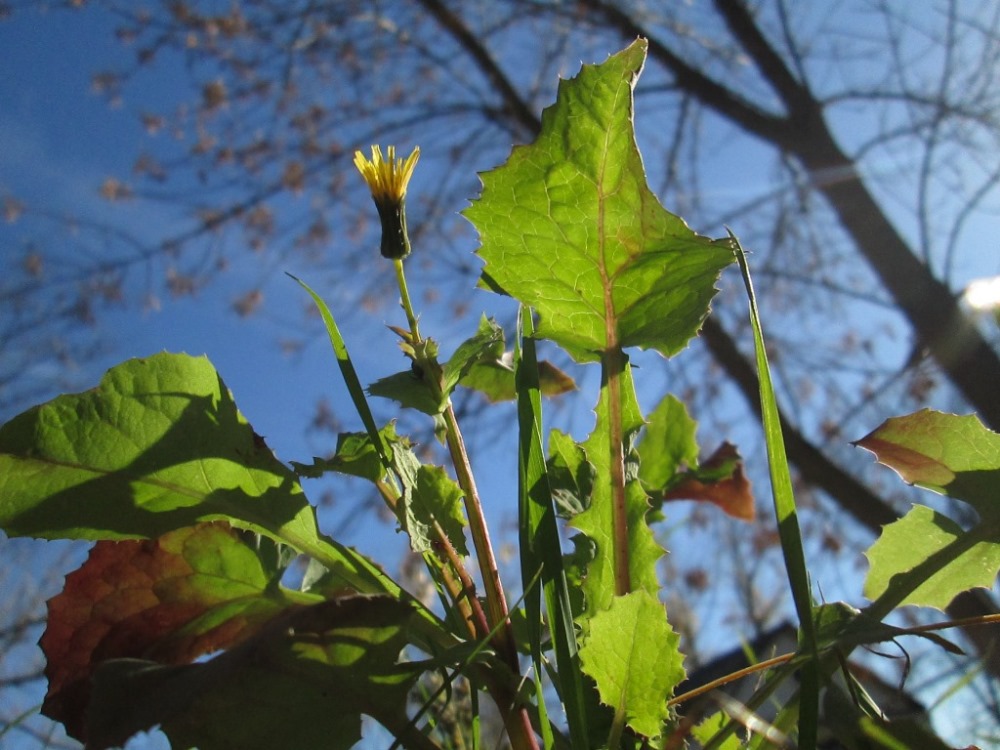 Image of Sonchus arvensis specimen.