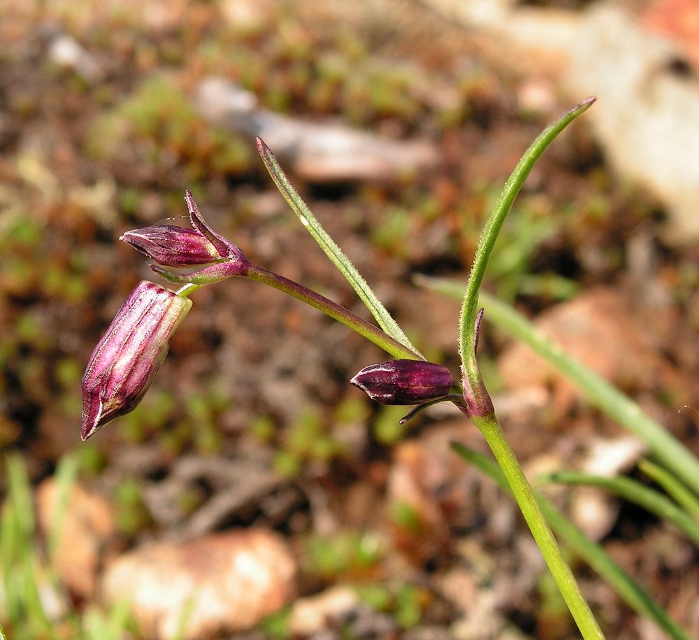 Изображение особи Silene stenophylla.