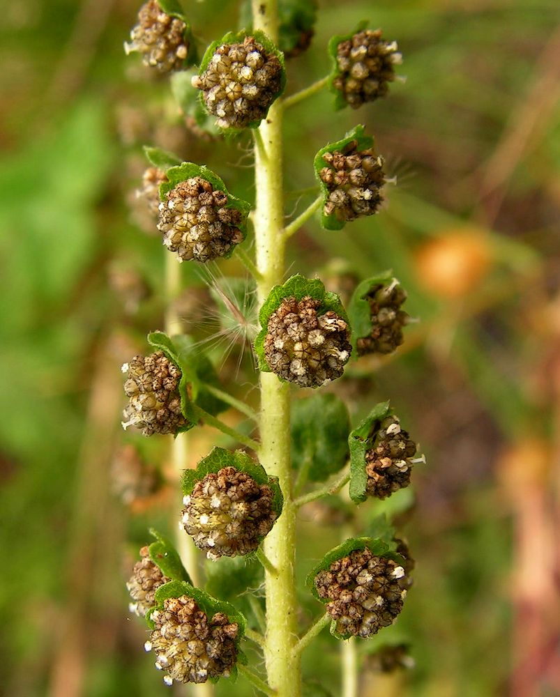 Изображение особи Ambrosia artemisiifolia.