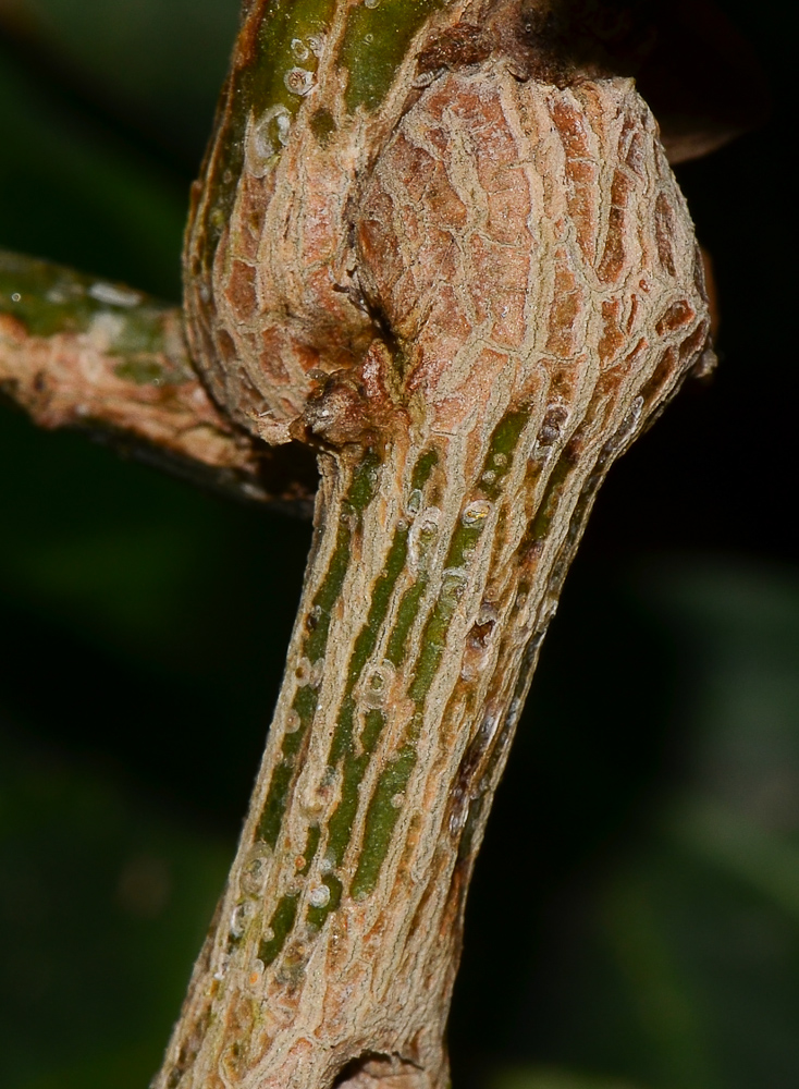 Image of Pseudogynoxys chenopodioides specimen.