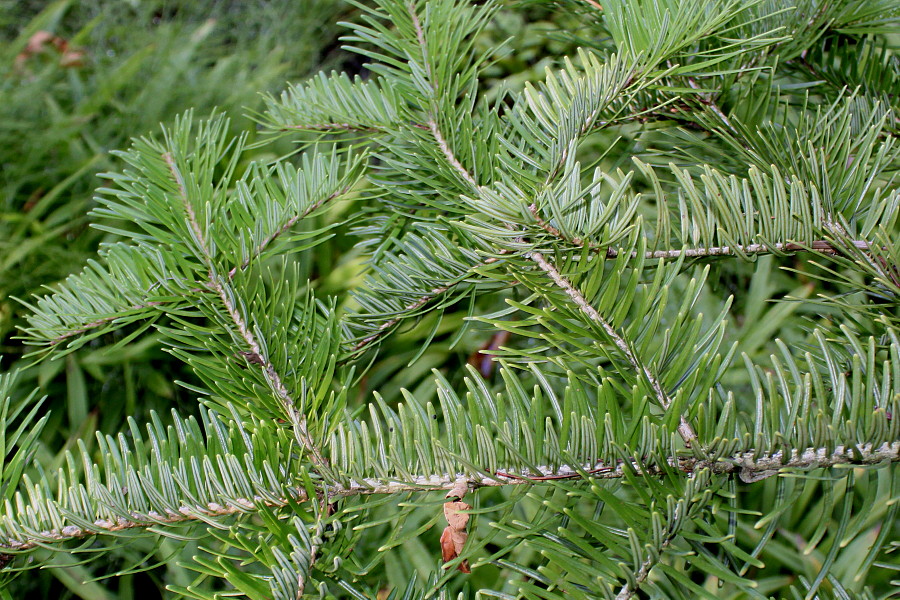 Изображение особи Abies chensiensis.