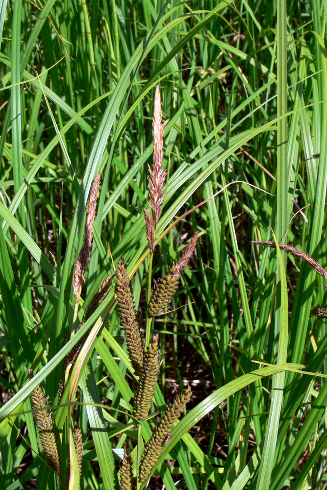 Image of genus Carex specimen.