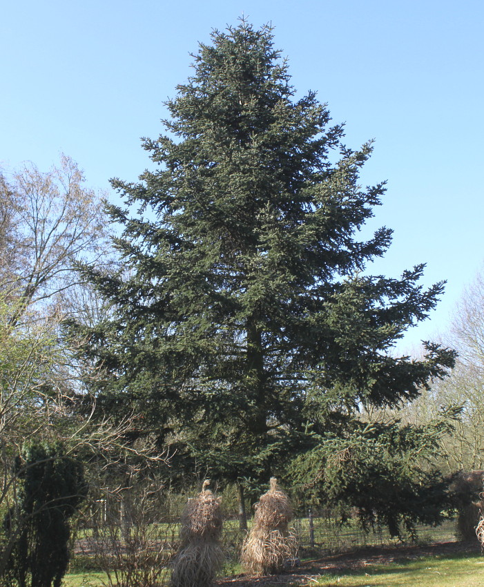 Image of Abies cephalonica specimen.