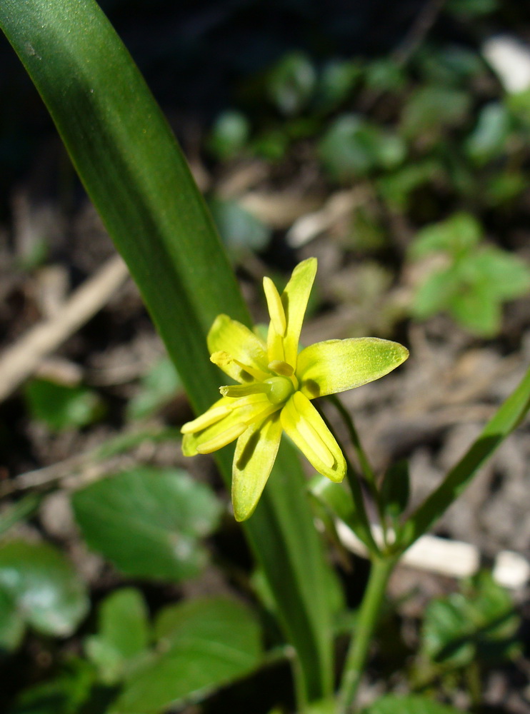 Изображение особи Gagea lutea.