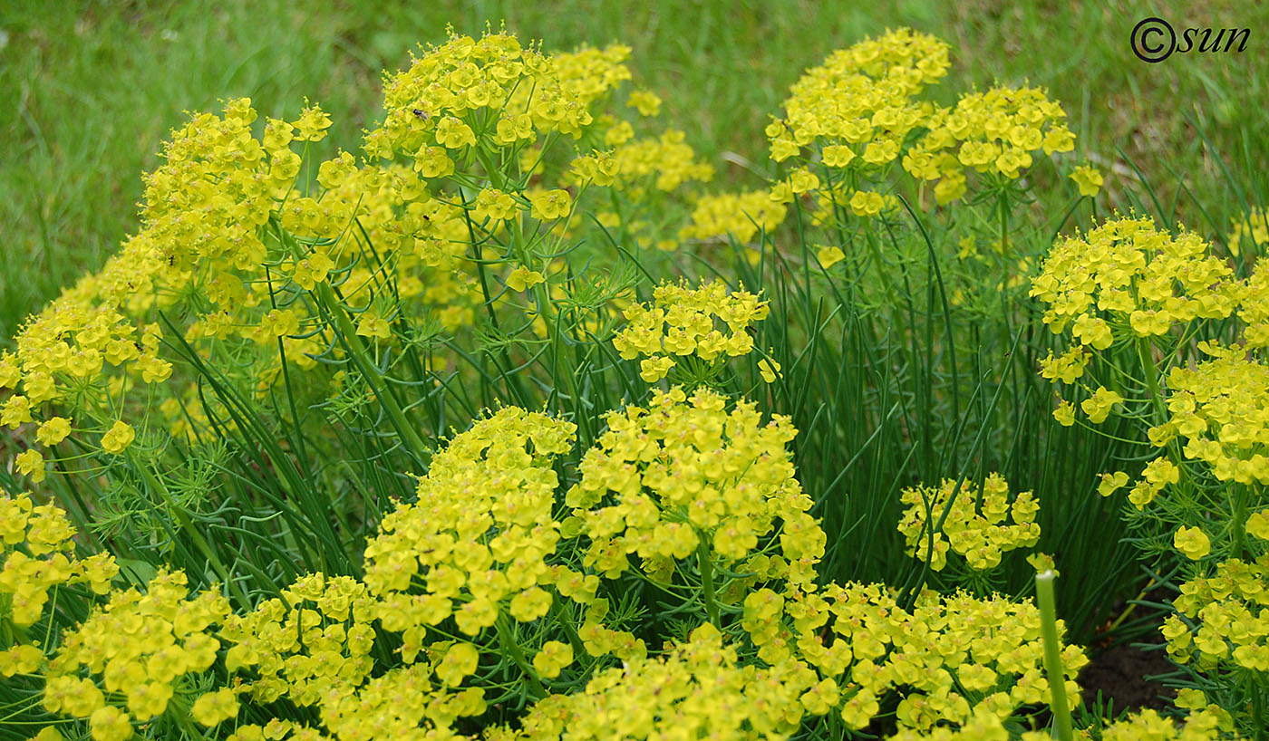 Изображение особи Euphorbia cyparissias.