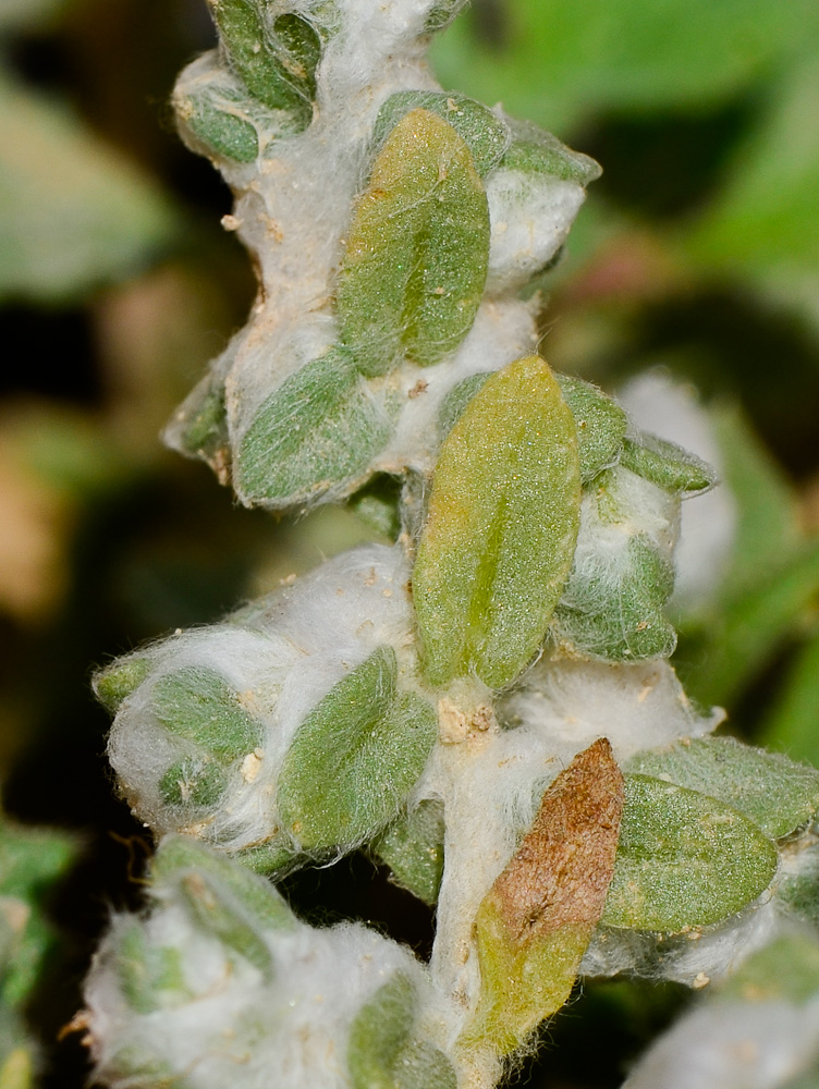 Image of Bassia eriophora specimen.