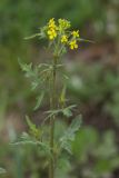 Sisymbrium loeselii