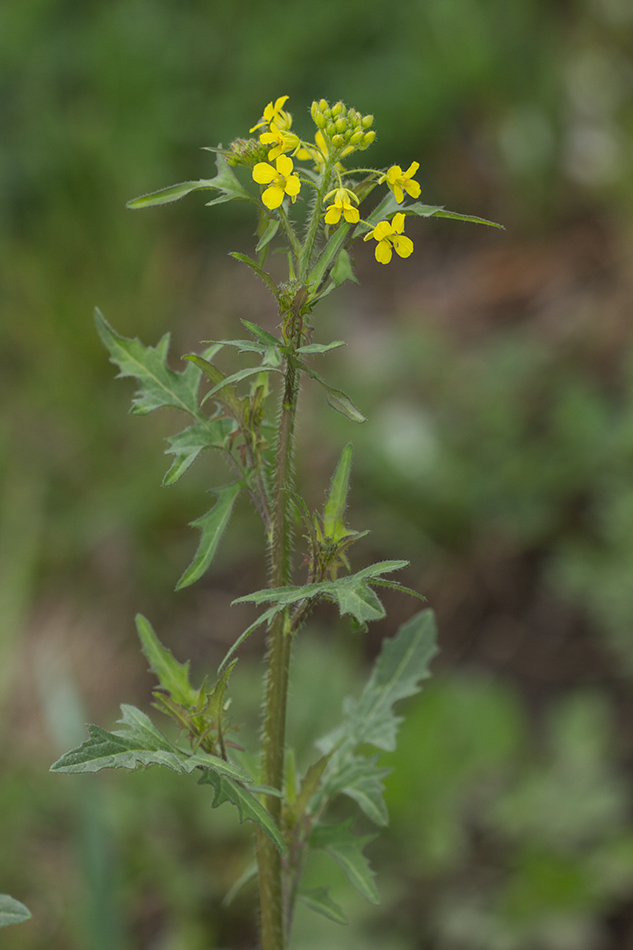 Image of Sisymbrium loeselii specimen.