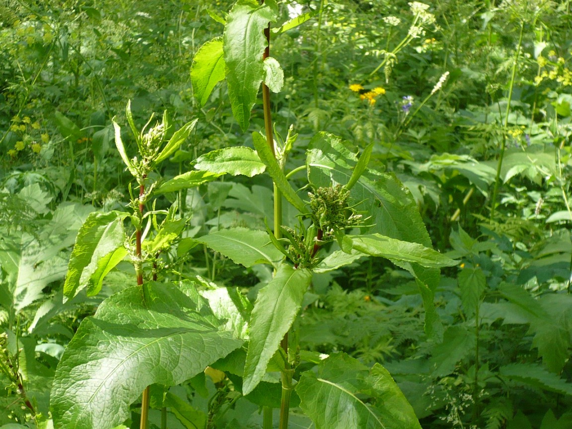 Image of Rumex obtusifolius specimen.