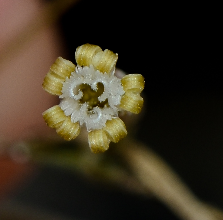 Изображение особи Silene linearis.