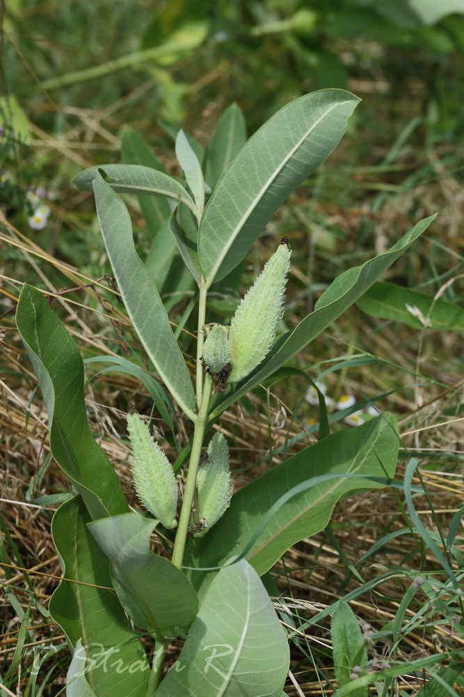 Изображение особи Asclepias syriaca.