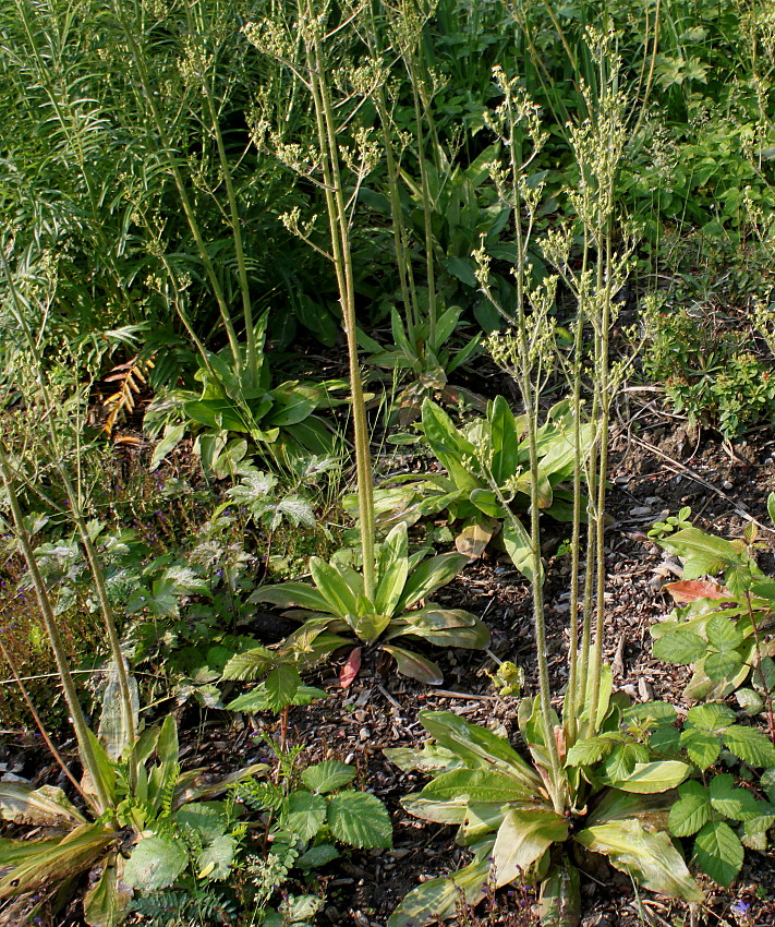 Image of familia Saxifragaceae specimen.