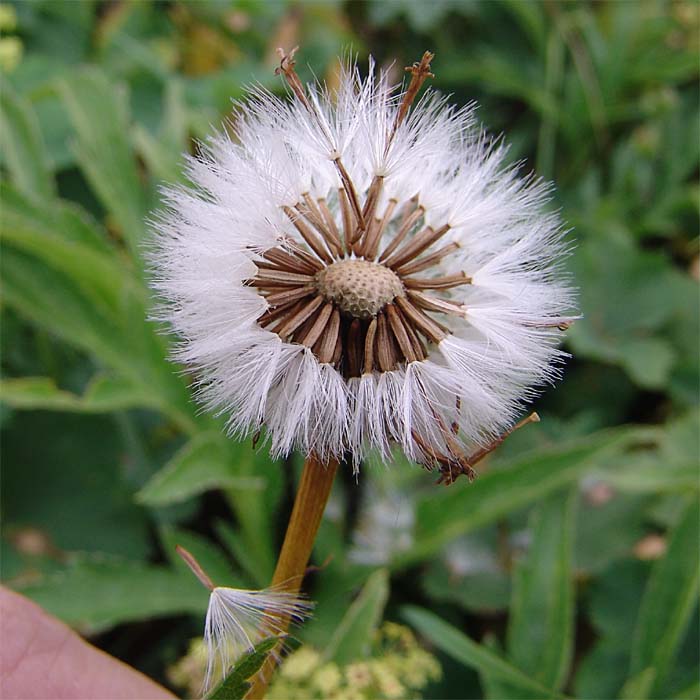 Image of Dolichorrhiza caucasica specimen.