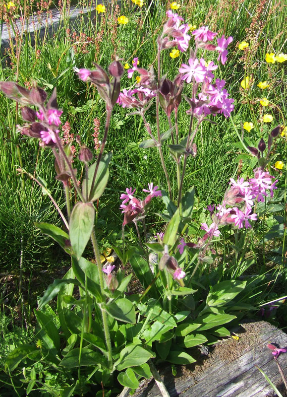 Image of Melandrium dioicum specimen.