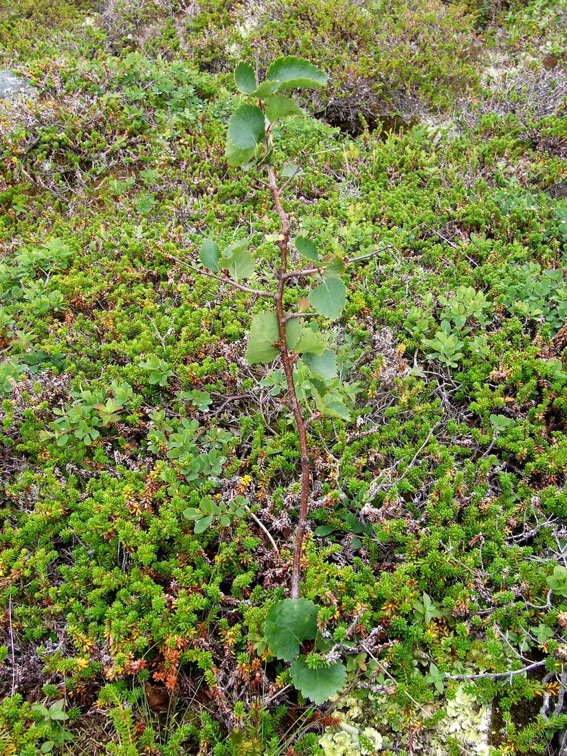 Image of genus Betula specimen.