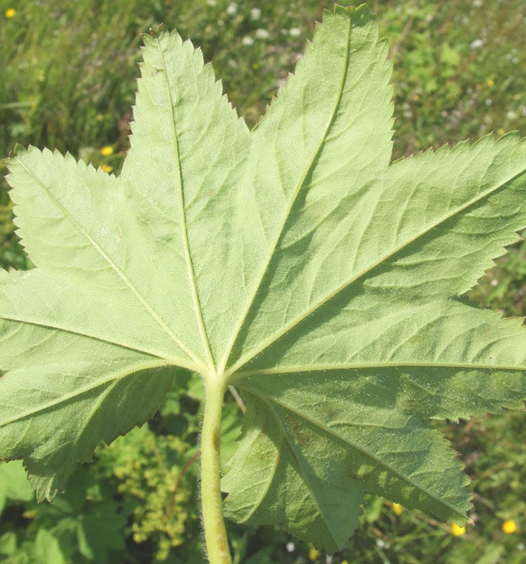 Image of genus Alchemilla specimen.