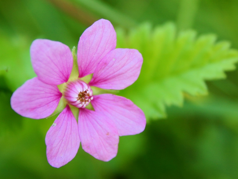 Image of Rubus arcticus specimen.