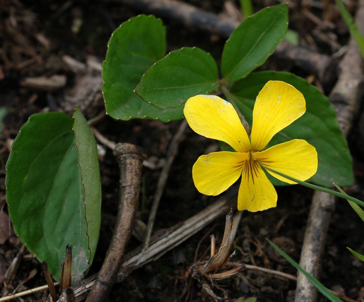 Изображение особи Viola xanthopetala.