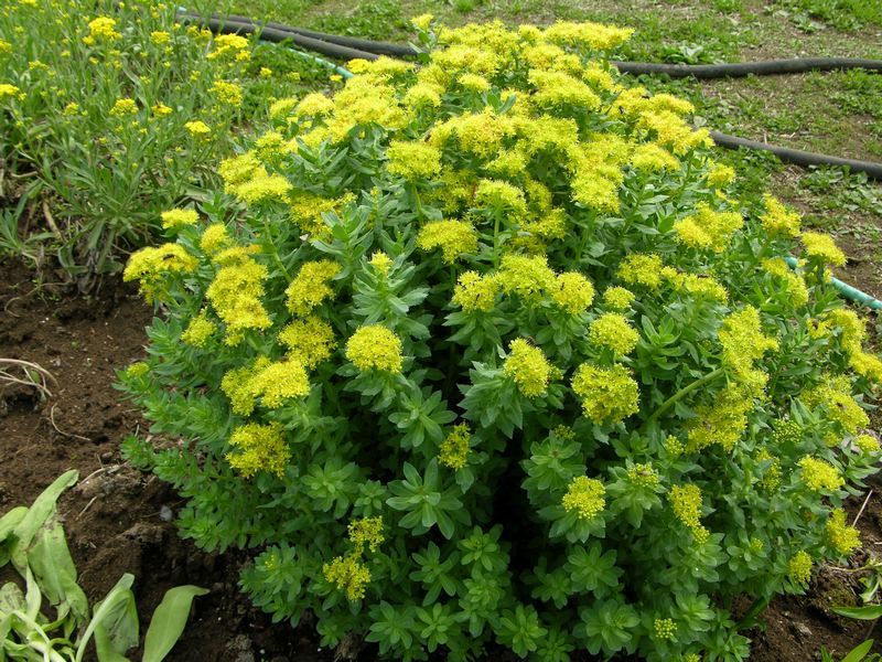 Image of Rhodiola rosea specimen.