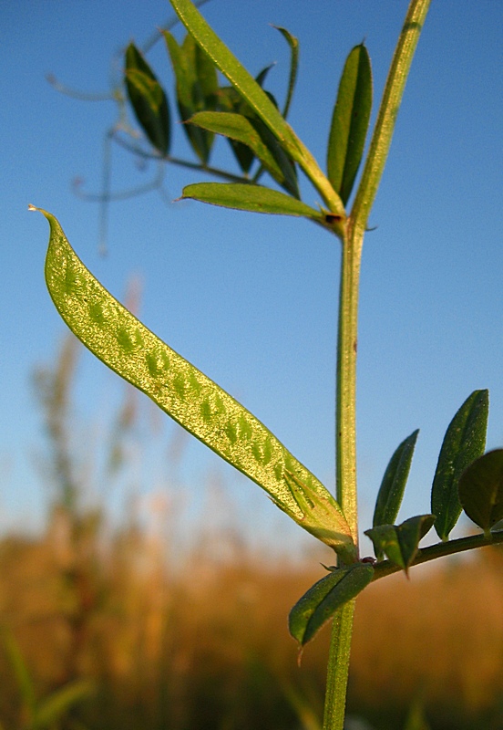 Image of Vicia segetalis specimen.