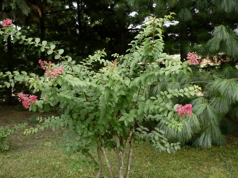 Изображение особи Lagerstroemia indica.