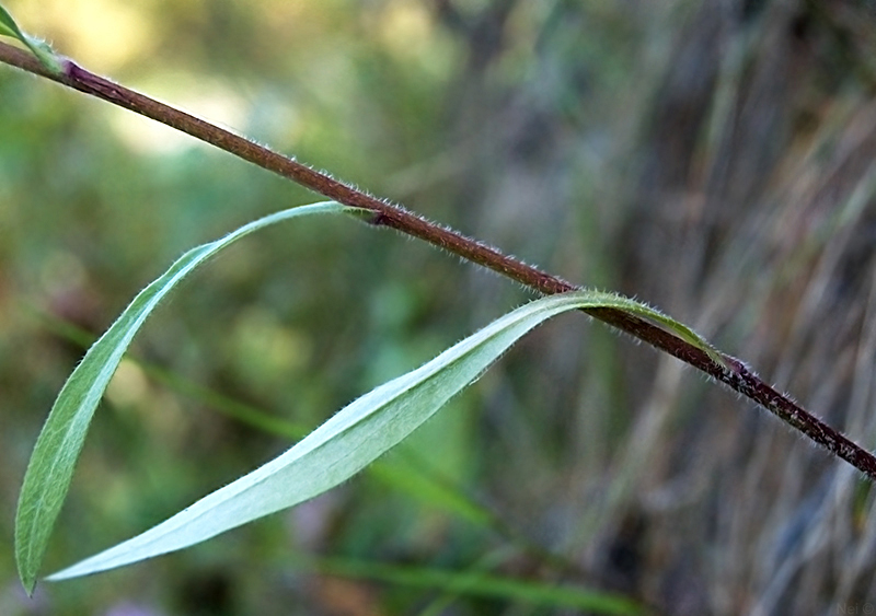 Image of Erigeron politus specimen.