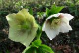 Helleborus caucasicus. Цветки. Краснодарский край, Сочи, окр. Мацесты, широколиственный лес. 18.02.2015.