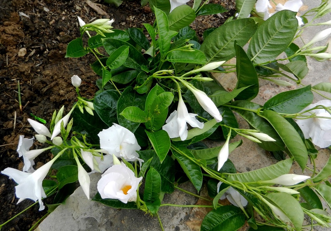 Image of Chonemorpha fragrans specimen.