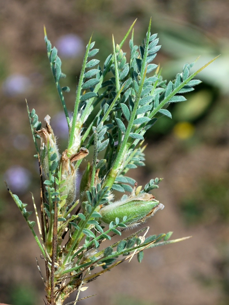 Изображение особи Astragalus lasiosemius.