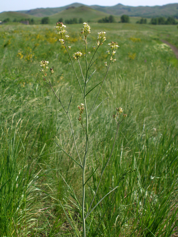 Image of Sisymbrium polymorphum specimen.