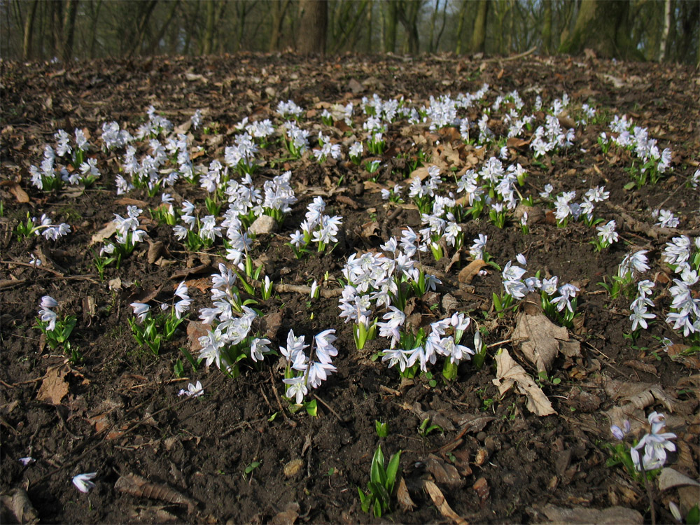 Image of Scilla mischtschenkoana specimen.