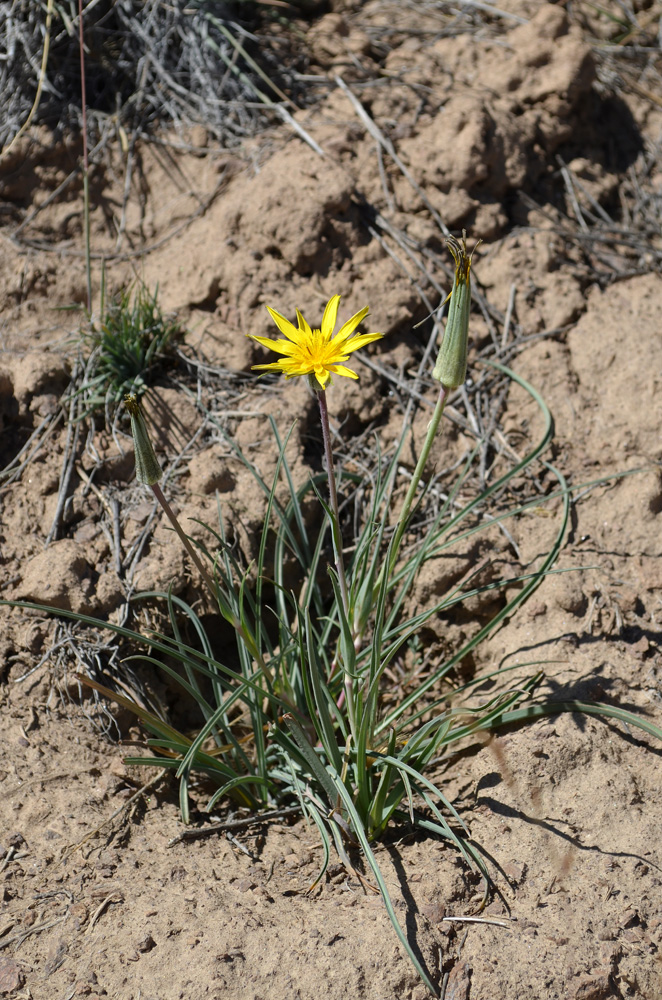 Изображение особи Tragopogon badachschanicus.