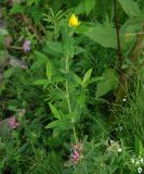 Hypericum ascyron