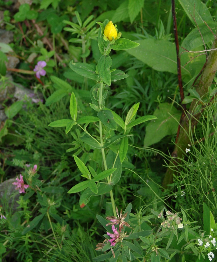 Image of Hypericum ascyron specimen.