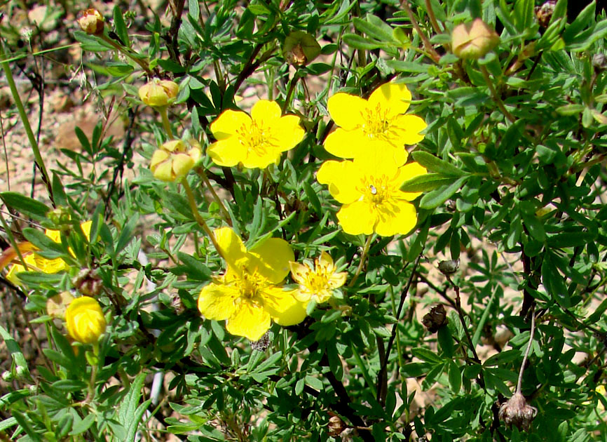 Image of Dasiphora fruticosa specimen.