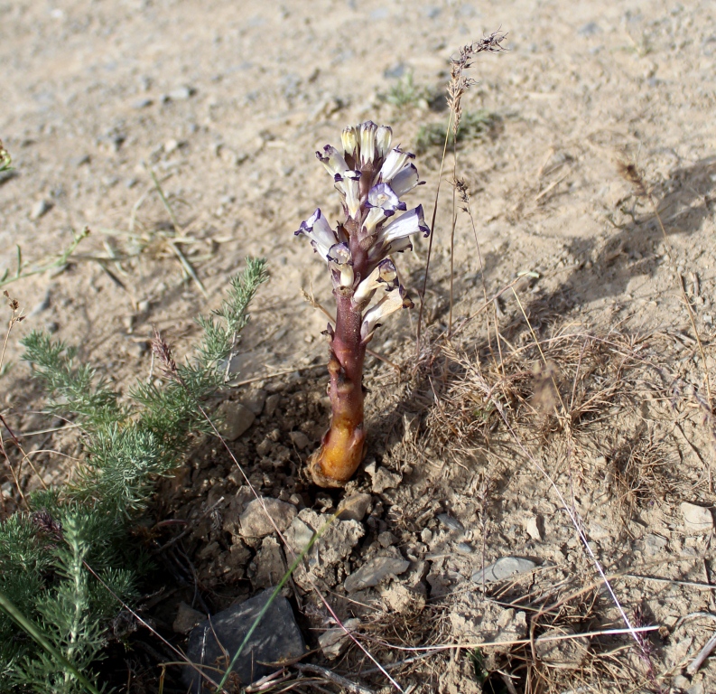 Image of Orobanche amoena specimen.