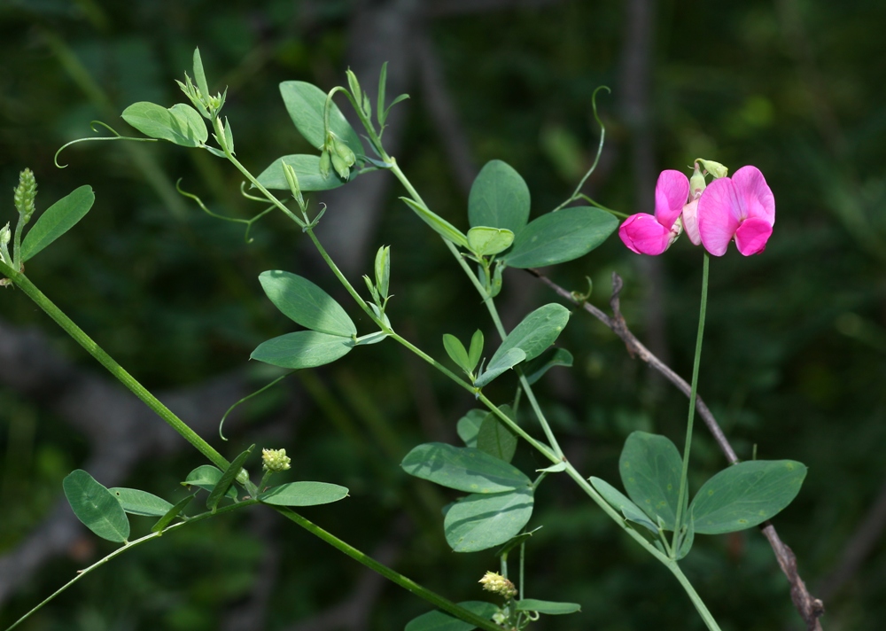 Image of Lathyrus tuberosus specimen.