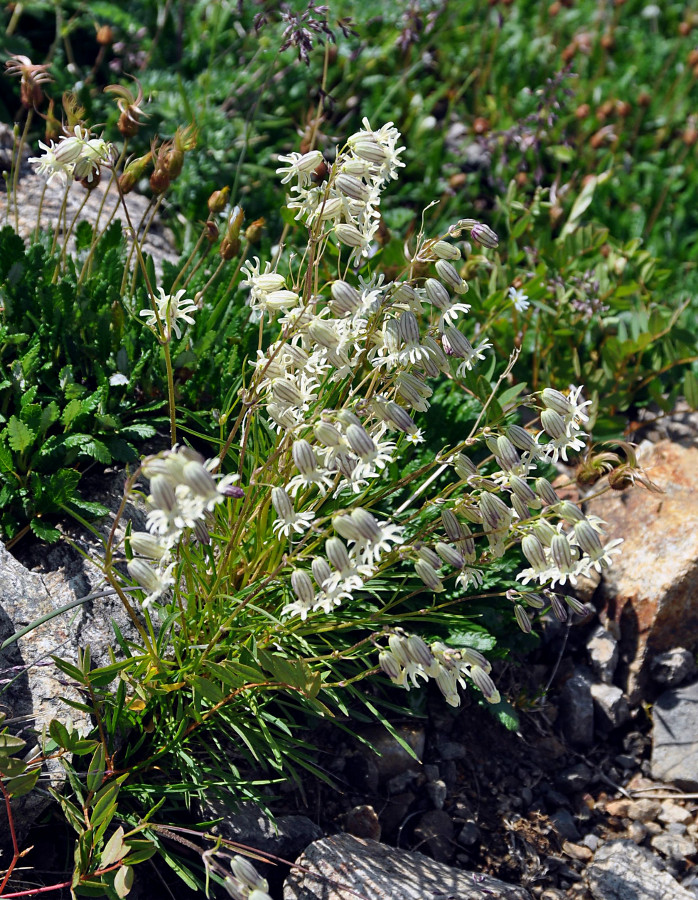 Изображение особи Silene chamarensis.