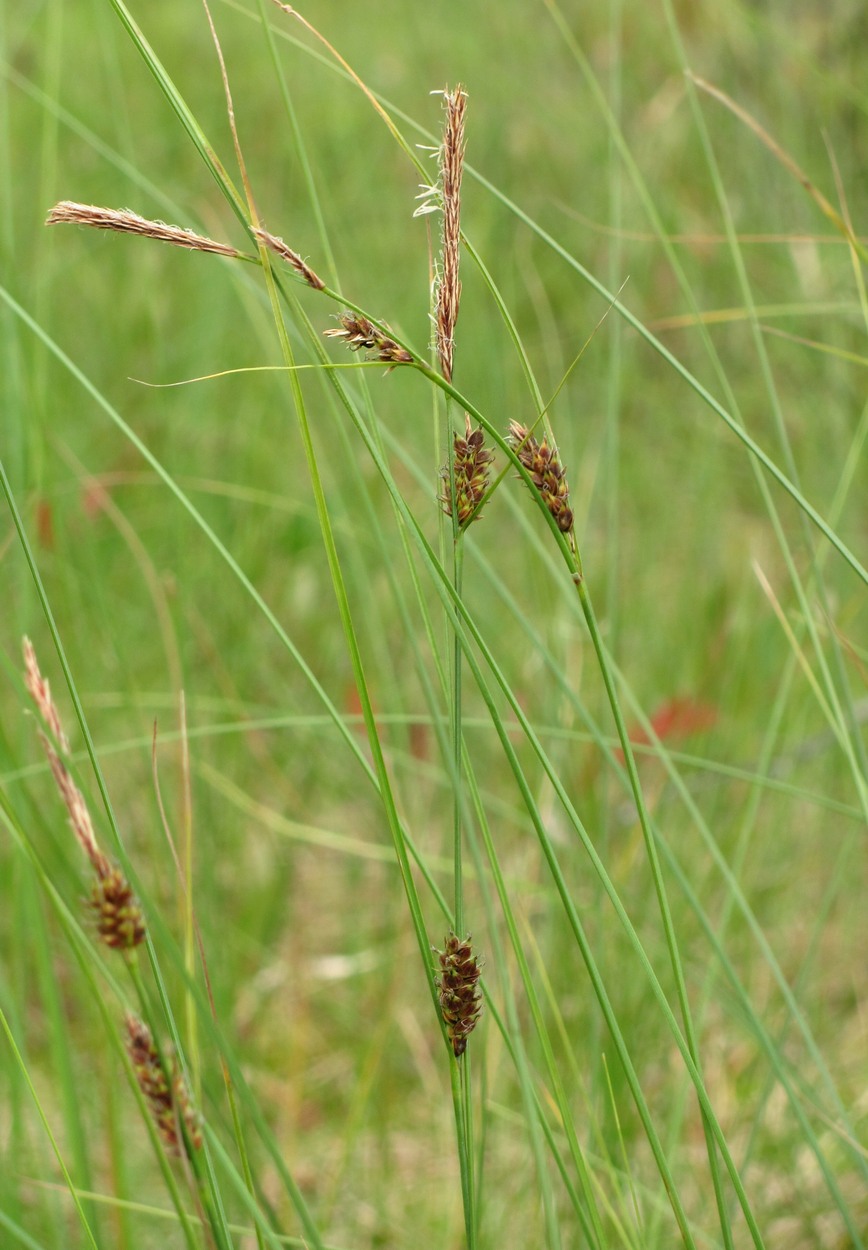 Image of Carex lasiocarpa specimen.