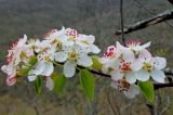 Pyrus caucasica. Ветвь с соцветиями. Краснодарский край, г. Геленджик, южные отроги хребта Коцехур. 03.04.2016.