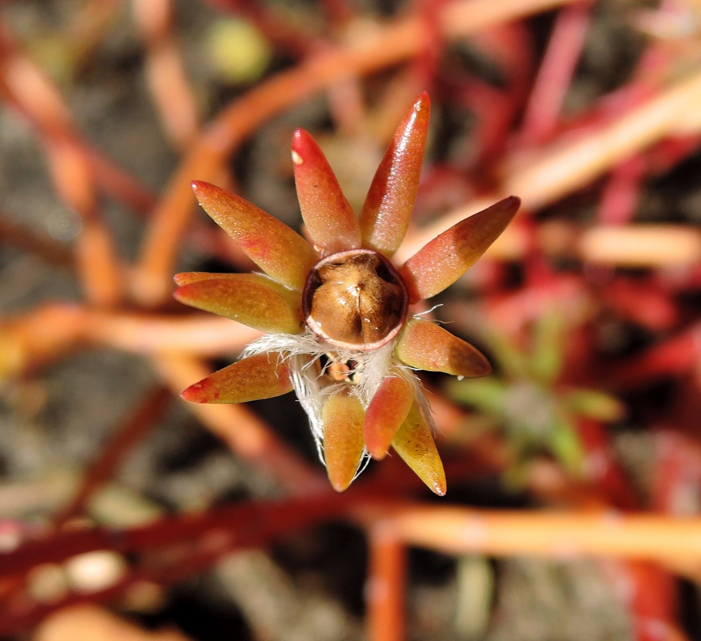 Image of Portulaca grandiflora specimen.