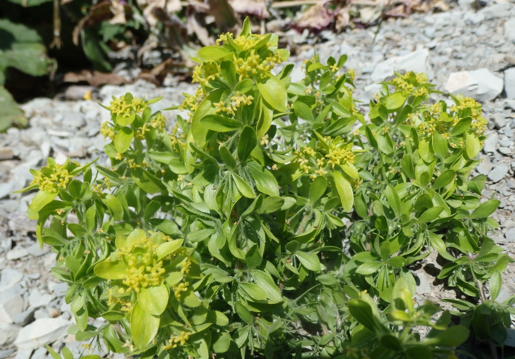 Image of Cruciata laevipes specimen.