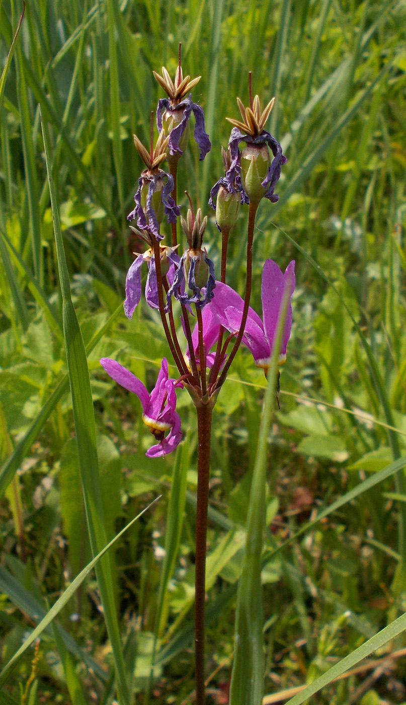 Image of Dodecatheon meadia specimen.