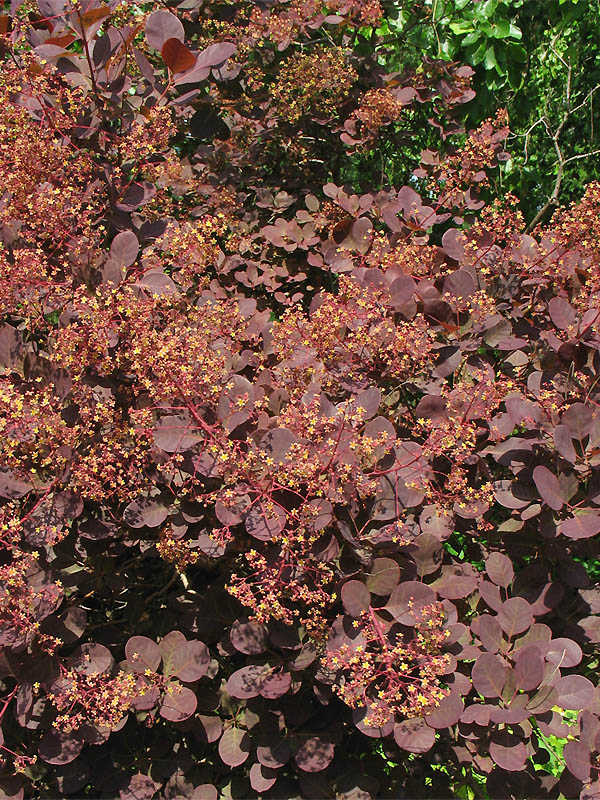 Изображение особи Cotinus coggygria.