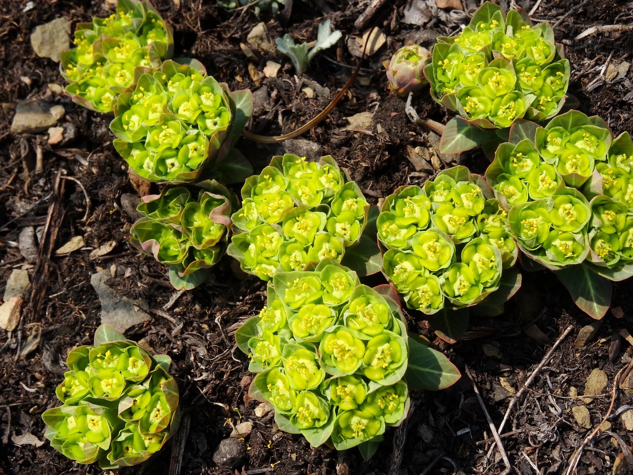 Изображение особи Euphorbia komaroviana.