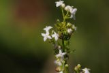 Galium mollugo