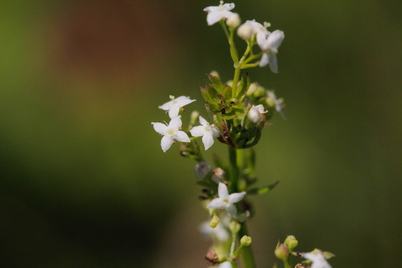 Изображение особи Galium mollugo.