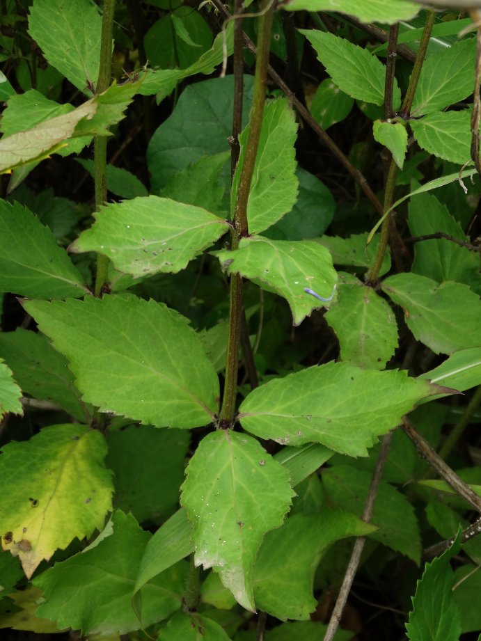 Image of Adenophora pereskiifolia specimen.