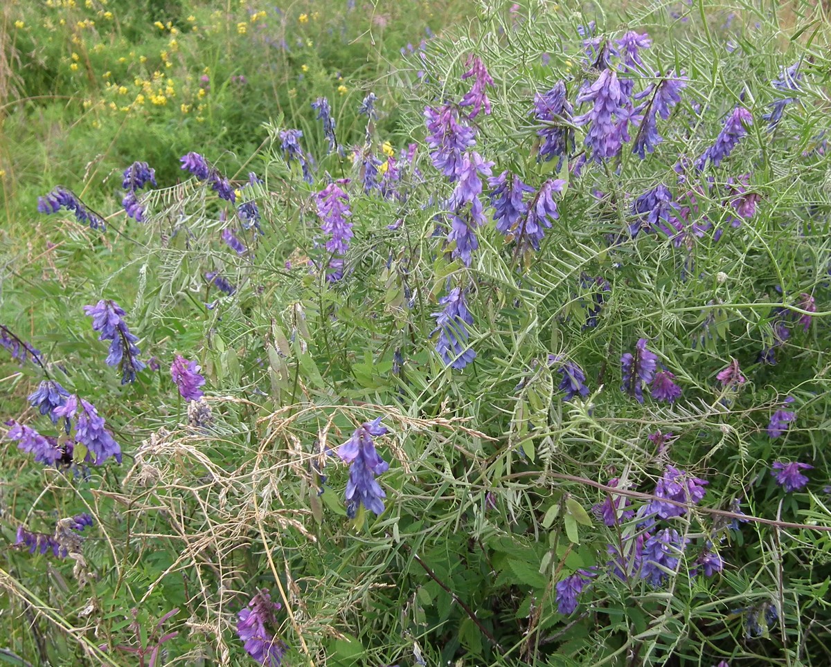 Image of Vicia cracca specimen.